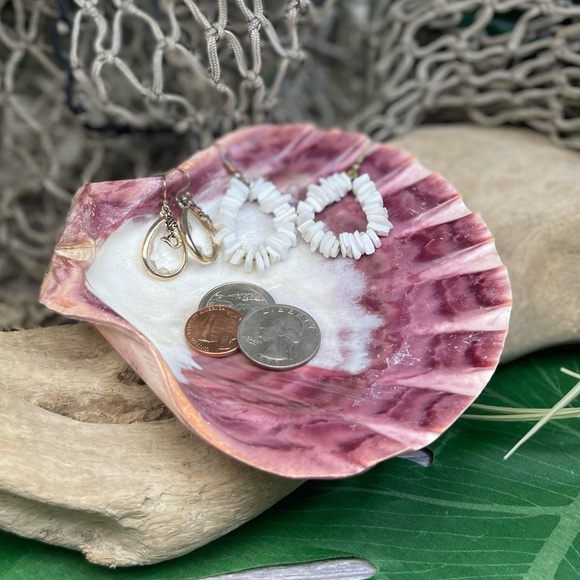 Large Polished Lions Paw Seashell Coral Purple Crafting Display Shell Collector - Picture 5 of 14